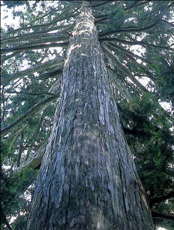 推定樹齢1000年の大ヒノキ